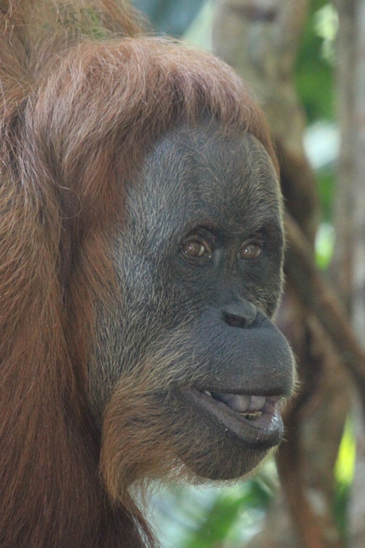 orangutan